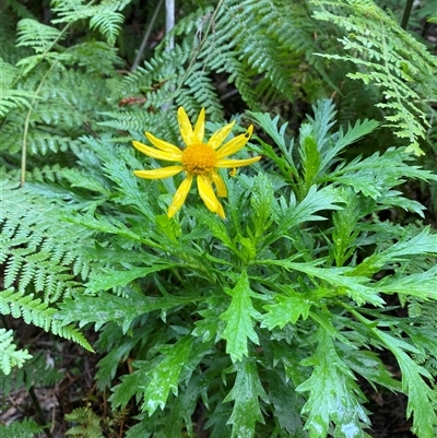 Euryops chrysanthemoides (South African Bush Daisy) at Coolagolite, NSW - 1 Nov 2024 by timharmony