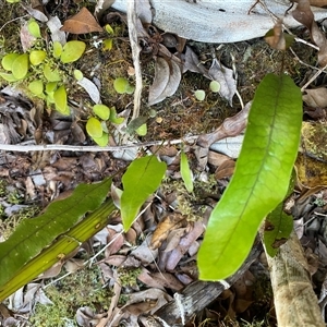 Zealandia pustulata subsp. pustulata at Coolagolite, NSW - 2 Nov 2024