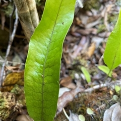 Zealandia pustulata subsp. pustulata at Coolagolite, NSW - 2 Nov 2024