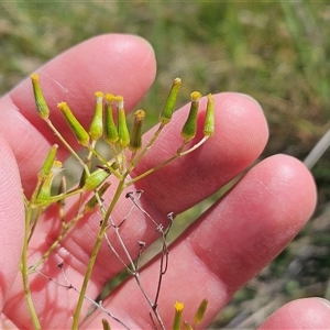 Senecio quadridentatus at Hawker, ACT - 3 Nov 2024