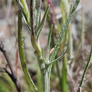 Senecio quadridentatus at Hawker, ACT - 3 Nov 2024