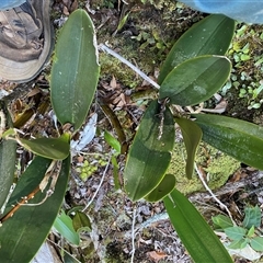 Dendrobium speciosum (Rock Lily) at Coolagolite, NSW - 1 Nov 2024 by timharmony