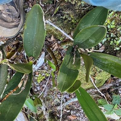 Dendrobium speciosum (Rock Lily) at Coolagolite, NSW - 1 Nov 2024 by timharmony