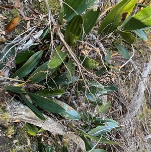 Dendrobium speciosum at Coolagolite, NSW - 2 Nov 2024