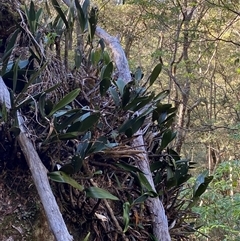 Thelychiton speciosa at Coolagolite, NSW - 2 Nov 2024