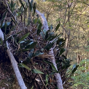 Dendrobium speciosum at Coolagolite, NSW - suppressed