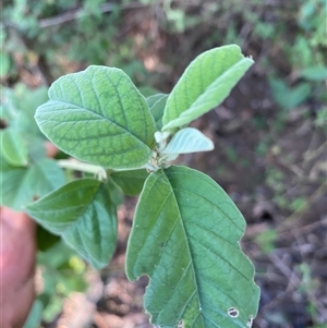 Pomaderris cinerea at Coolagolite, NSW - 2 Nov 2024