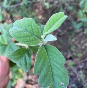 Pomaderris cinerea at Coolagolite, NSW - 2 Nov 2024 08:41 AM