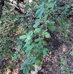 Pomaderris cinerea at Coolagolite, NSW - 2 Nov 2024 08:41 AM