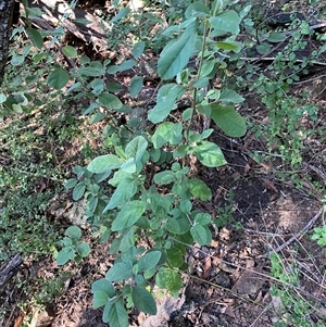 Pomaderris cinerea at Coolagolite, NSW - 2 Nov 2024