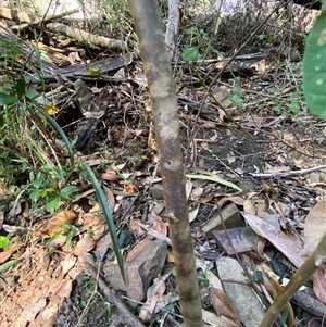 Pomaderris cinerea at Coolagolite, NSW - 2 Nov 2024