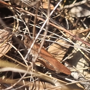 Goniaea opomaloides at Bungendore, NSW - 3 Nov 2024