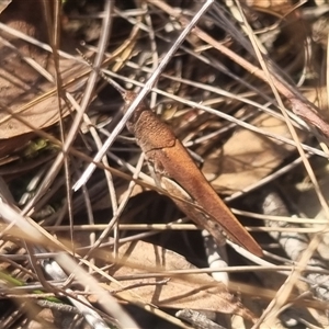 Goniaea opomaloides at Bungendore, NSW - 3 Nov 2024