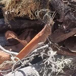 Goniaea opomaloides at Bungendore, NSW - suppressed