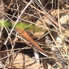 Goniaea opomaloides at Bungendore, NSW - 3 Nov 2024