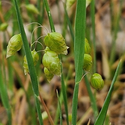 Briza maxima (Quaking Grass, Blowfly Grass) at Bungonia, NSW - 3 Nov 2024 by trevorpreston