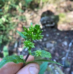 Senecio sp. at Coolagolite, NSW - 2 Nov 2024