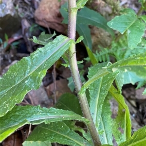 Senecio sp. at Coolagolite, NSW - 2 Nov 2024