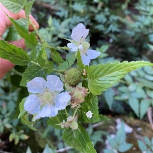 Rubus rosifolius (Rose-leaf Bramble) at Coolagolite, NSW by timharmony