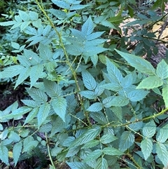 Rubus rosifolius at Coolagolite, NSW - 2 Nov 2024 08:48 AM