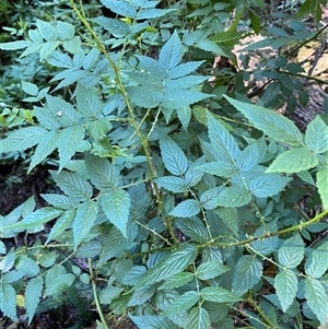 Rubus rosifolius at Coolagolite, NSW - 2 Nov 2024 08:48 AM