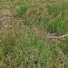 Holcus lanatus at Bungonia, NSW - 3 Nov 2024 11:27 AM