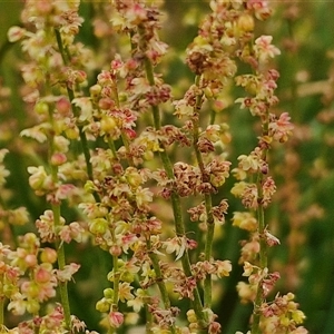 Rumex acetosella at Bungonia, NSW - 3 Nov 2024