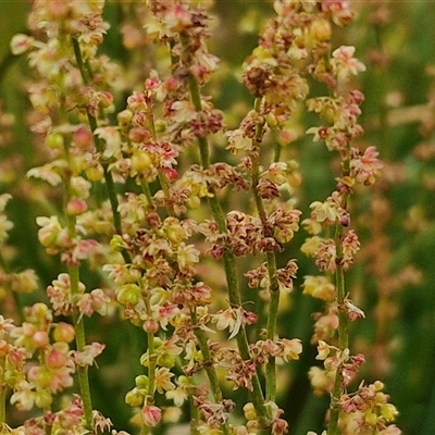 Rumex acetosella (Sheep Sorrel) at Bungonia, NSW - 3 Nov 2024 by trevorpreston