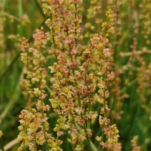 Rumex acetosella at Bungonia, NSW - 3 Nov 2024