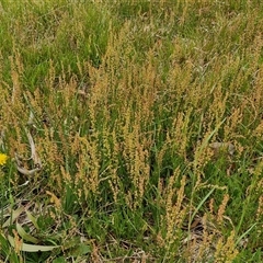 Rumex acetosella at Bungonia, NSW - 3 Nov 2024