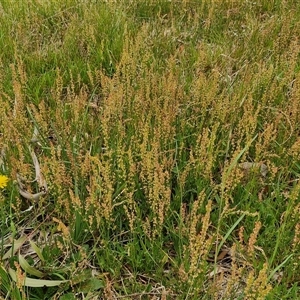 Rumex acetosella at Bungonia, NSW - 3 Nov 2024