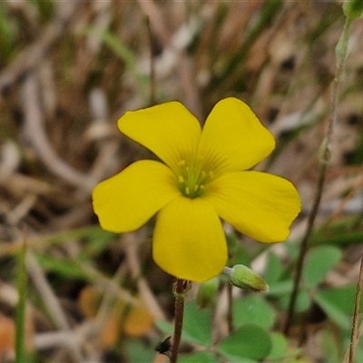 Oxalis sp. (Wood Sorrel) at Bungonia, NSW - 3 Nov 2024 by trevorpreston