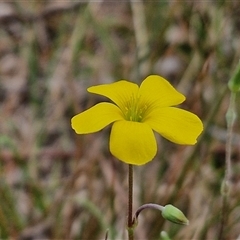 Oxalis sp. at Bungonia, NSW - 3 Nov 2024