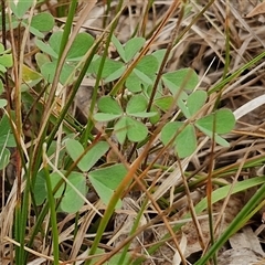 Oxalis sp. at Bungonia, NSW - 3 Nov 2024