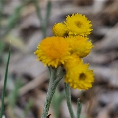 Chrysocephalum apiculatum (Common Everlasting) at Bungonia, NSW - 3 Nov 2024 by trevorpreston