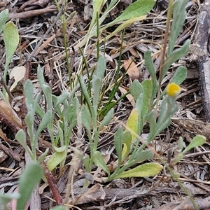 Chrysocephalum apiculatum at Bungonia, NSW - 3 Nov 2024