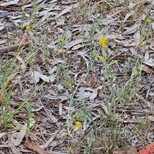 Chrysocephalum apiculatum at Bungonia, NSW - 3 Nov 2024