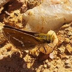 Taractrocera papyria (White-banded Grass-dart) at Bungendore, NSW - 3 Nov 2024 by clarehoneydove