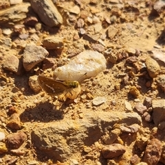 Taractrocera papyria at Bungendore, NSW - suppressed