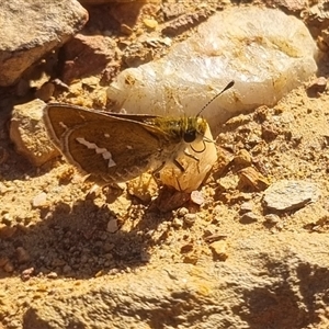 Taractrocera papyria at Bungendore, NSW - suppressed