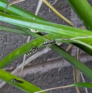 Syrphidae (family) at Phillip, ACT - 3 Nov 2024