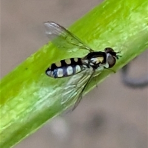 Syrphidae (family) at Phillip, ACT - 3 Nov 2024