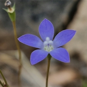 Wahlenbergia planiflora at Bungonia, NSW - 3 Nov 2024 11:24 AM