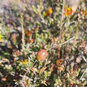 Paropsis obsoleta at Bungendore, NSW - 3 Nov 2024