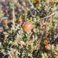 Paropsis obsoleta at Bungendore, NSW - 3 Nov 2024