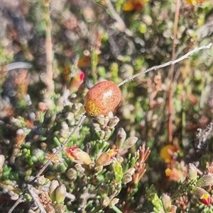 Paropsis obsoleta at Bungendore, NSW - 3 Nov 2024