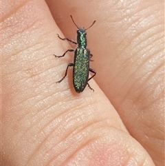 Eleale aspera (Clerid beetle) at Majura, ACT - 3 Nov 2024 by SteveBorkowskis