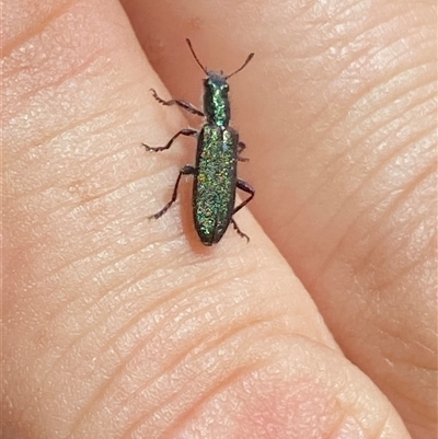 Eleale aspera (Clerid beetle) at Majura, ACT - 3 Nov 2024 by SteveBorkowskis