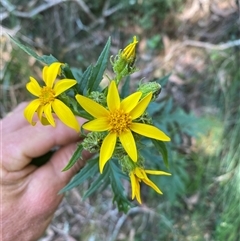 Senecio vagus subsp. vagus at Coolagolite, NSW - 1 Nov 2024 by timharmony