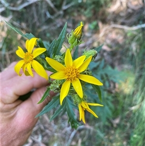 Senecio vagus subsp. vagus at Coolagolite, NSW by timharmony